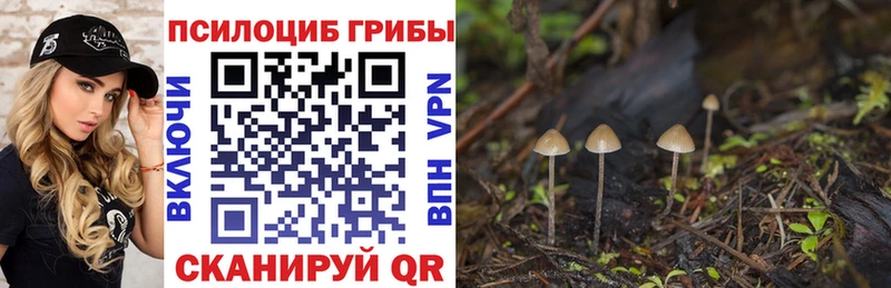 Галлюциногенные грибы Psilocybe  Харовск 